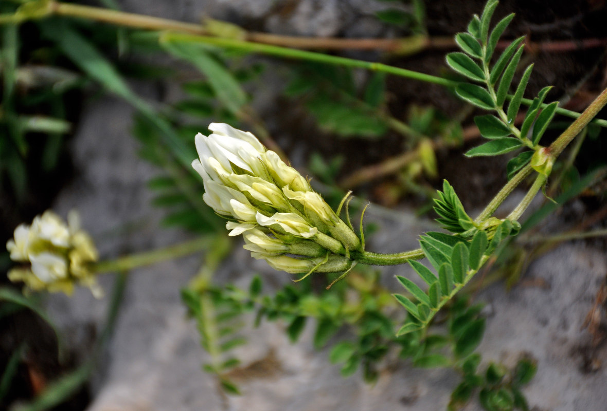 Image of Astragalus freynii specimen.