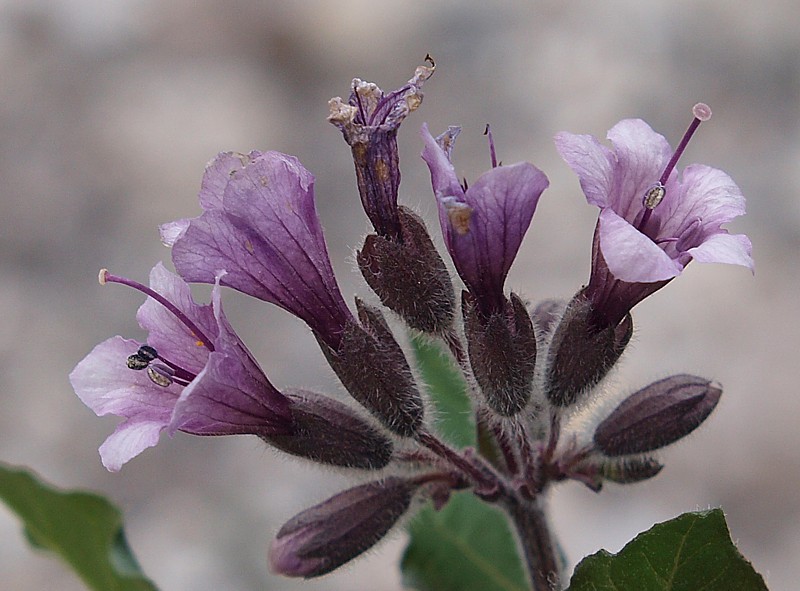 Image of Physochlaina orientalis specimen.