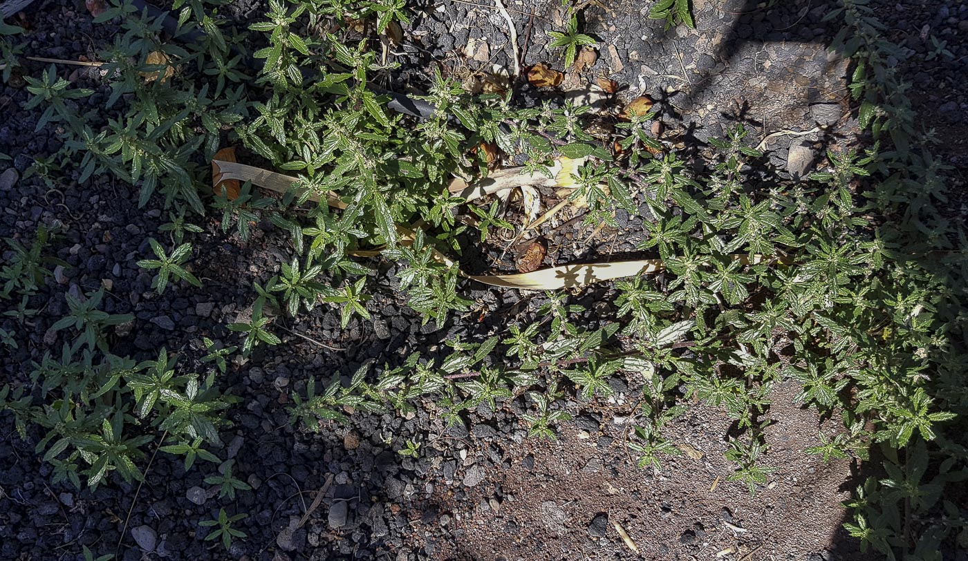 Image of Forsskaolea angustifolia specimen.