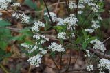 род Spiraea