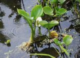 Calla palustris. Цветущее растение у берега реки. Московская обл., окр. г. Железнодорожный. 23.05.2010.