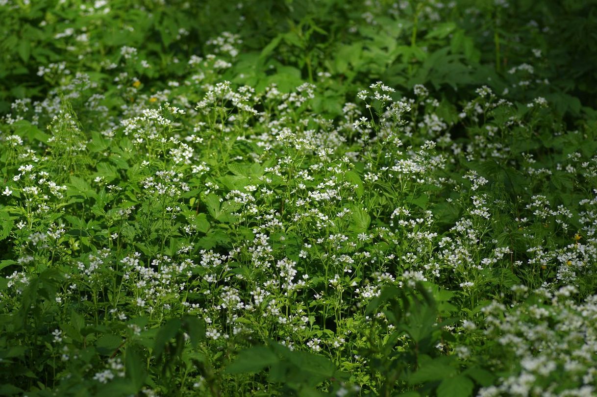 Image of Cardamine amara specimen.