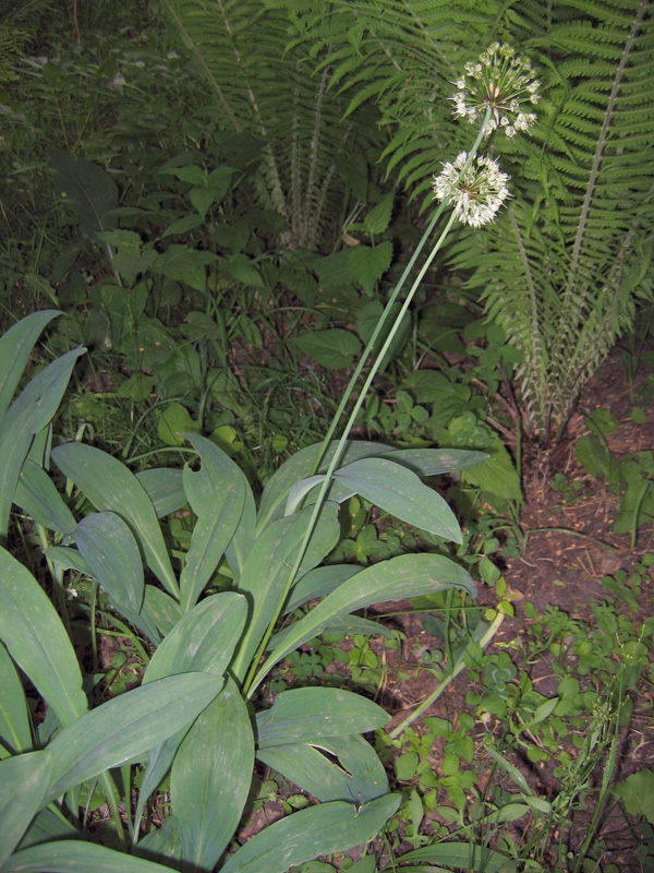 Image of Allium microdictyon specimen.