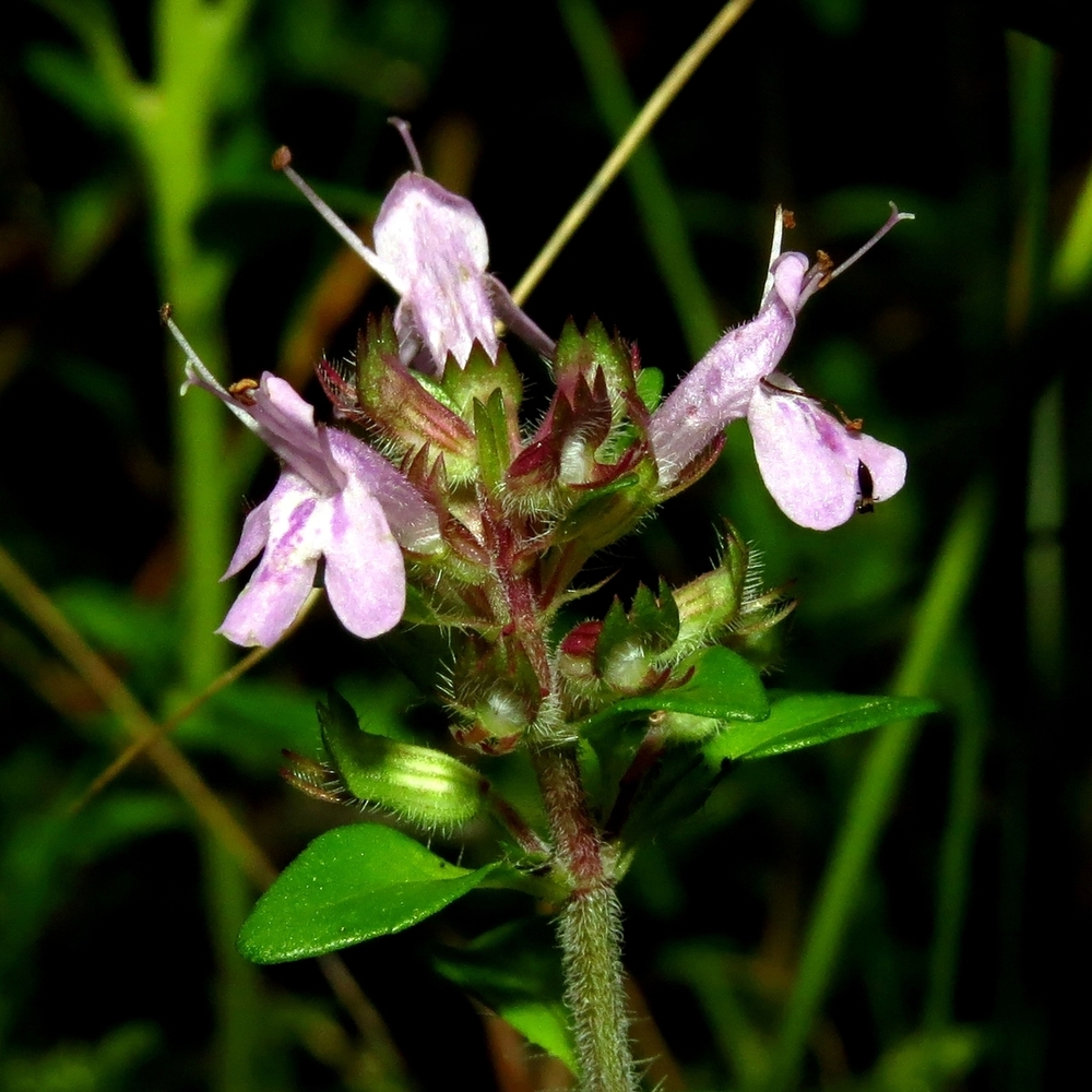 Изображение особи Thymus serpyllum.