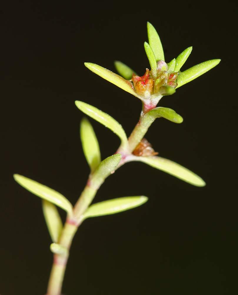 Image of Tillaea aquatica specimen.