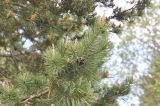 Pinus sylvestris subspecies hamata. Ветвь с шишкой. Грузия, Боржоми-Харагаульский национальный парк, маршрут №1; склон горы Ломис-Мта, ≈ 1750 м н.у.м., смешанный лес. 25.05.2018.