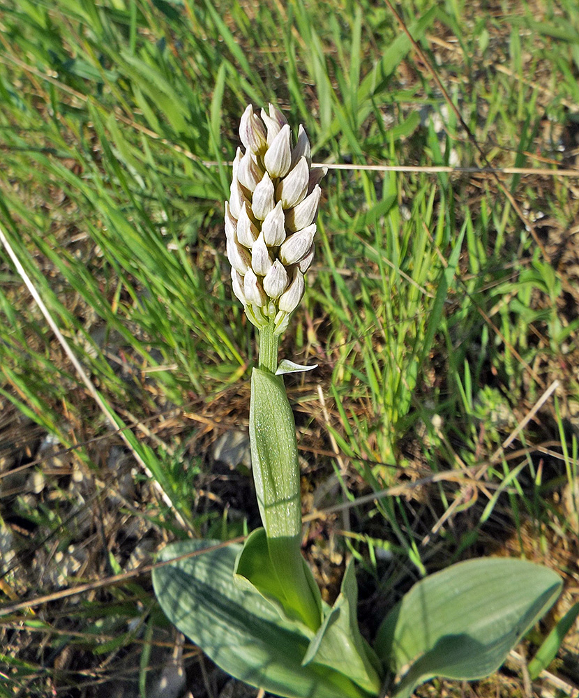 Image of Orchis simia specimen.