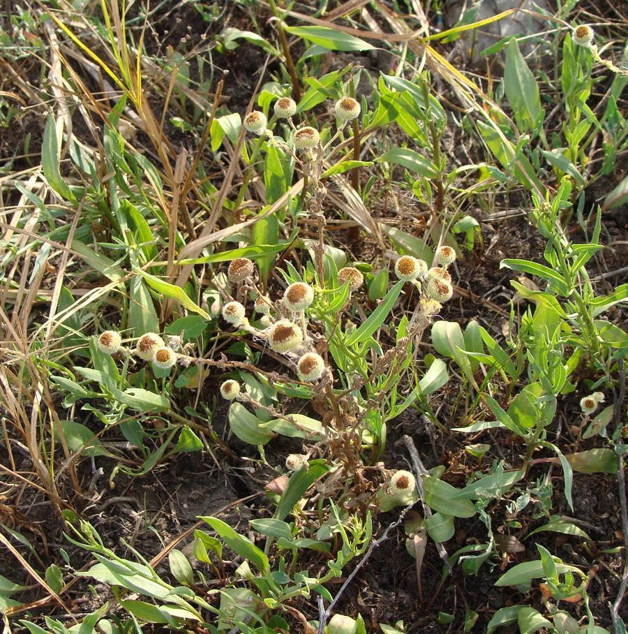 Image of Pulicaria vulgaris specimen.