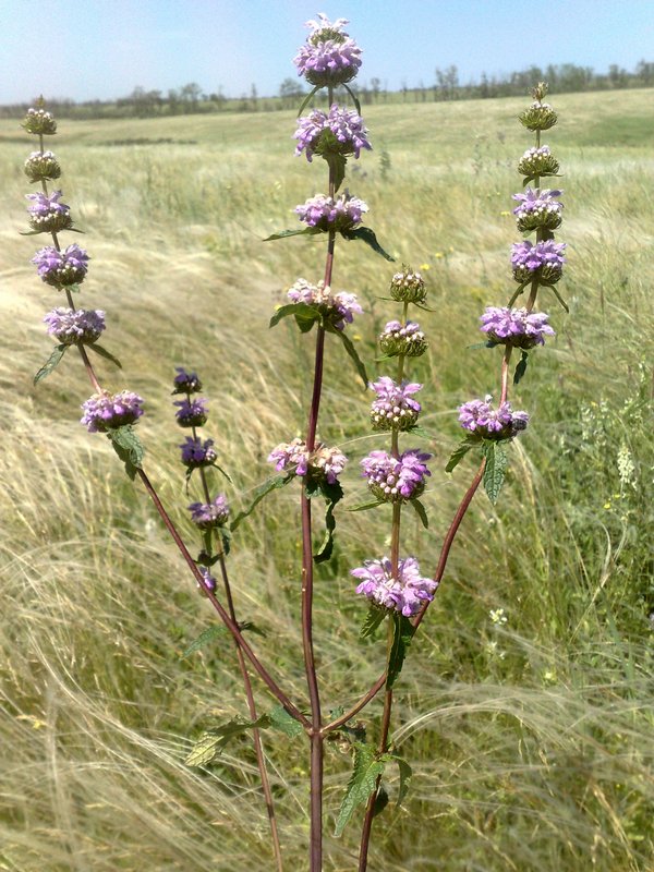 Image of Phlomoides tuberosa specimen.