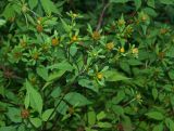 Смотреть изображение Bidens frondosa