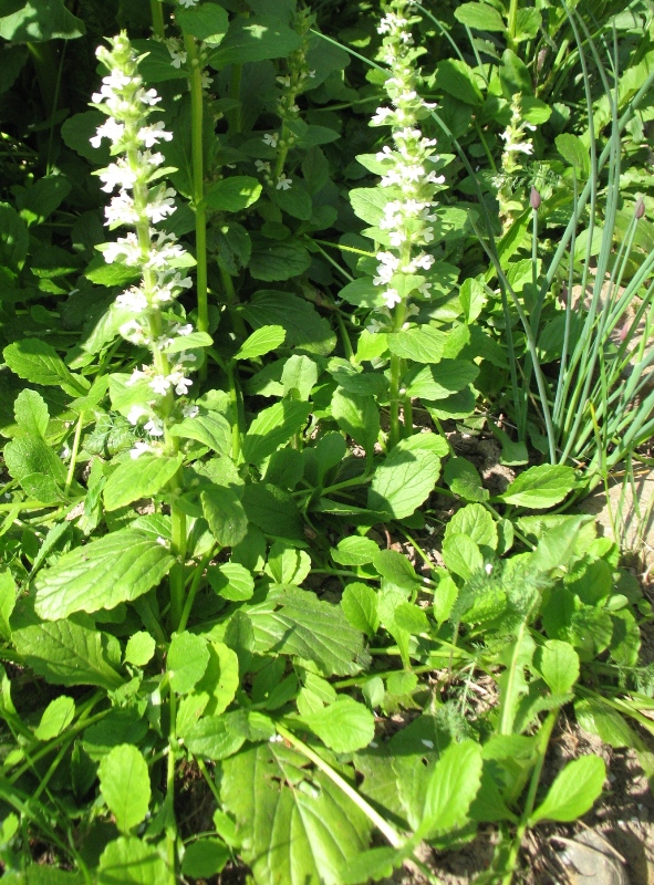 Image of Ajuga reptans specimen.