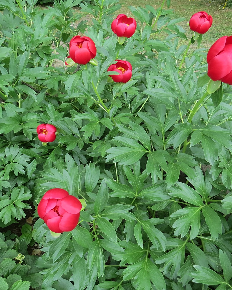 Image of Paeonia peregrina specimen.