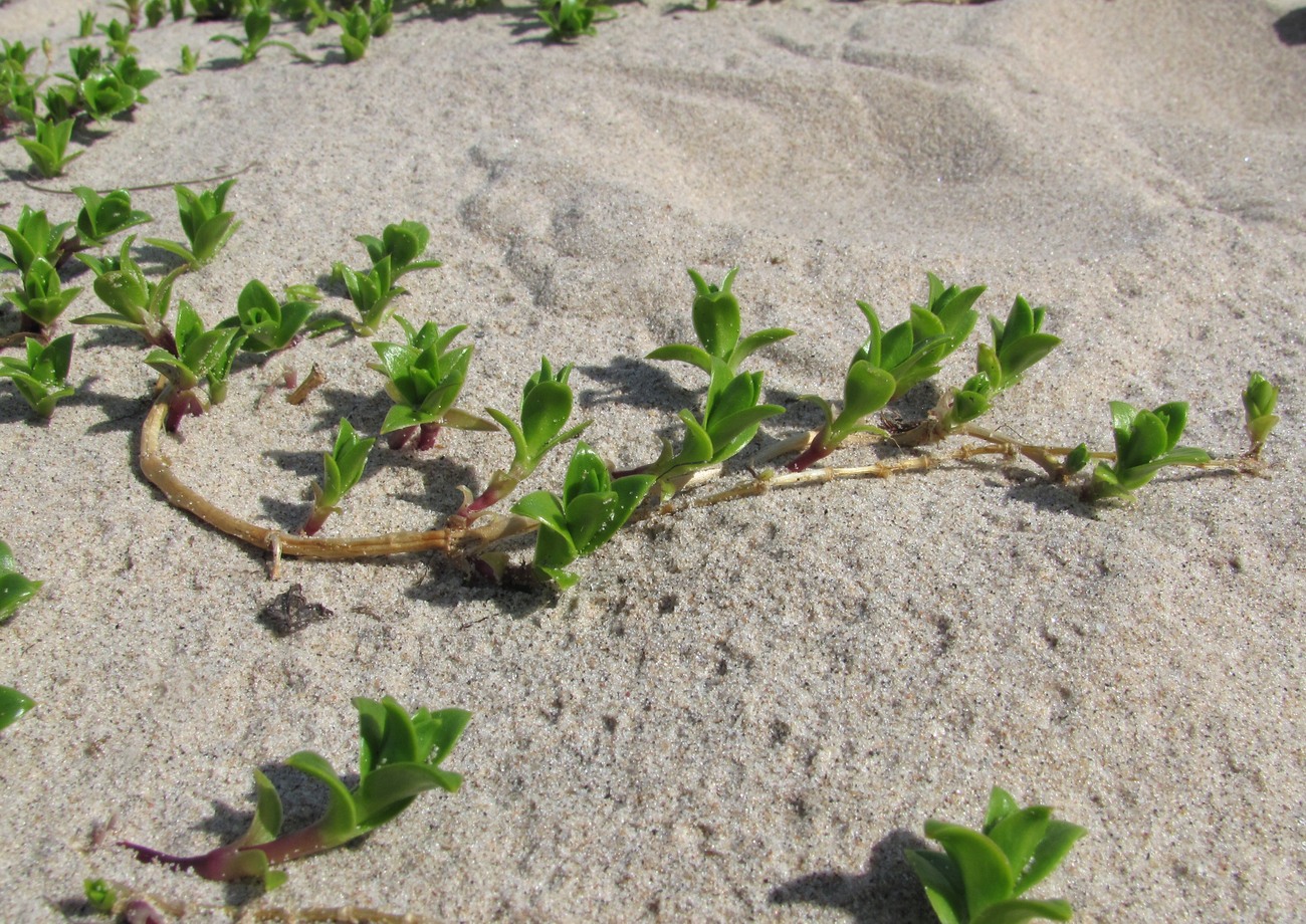 Image of Honckenya peploides ssp. diffusa specimen.