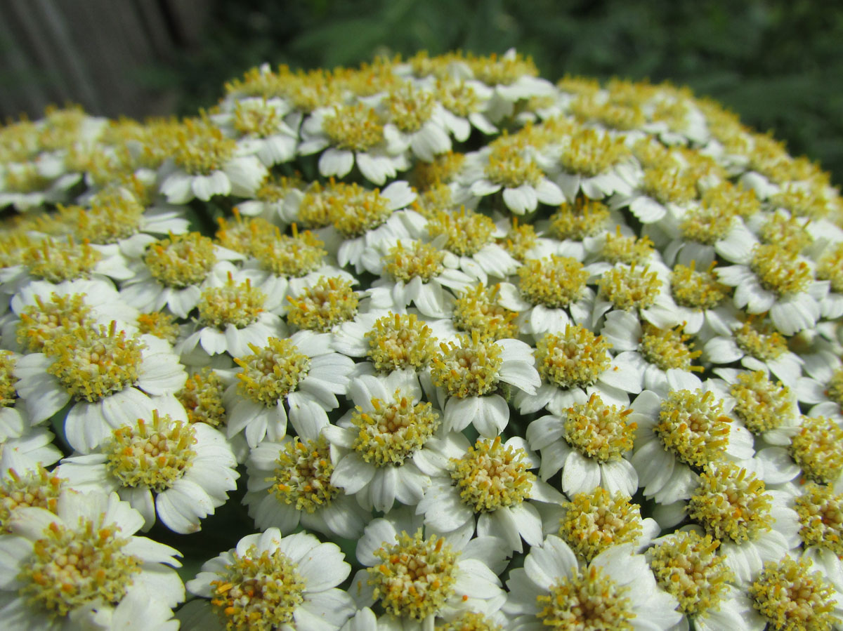 Изображение особи Pyrethrum macrophyllum.