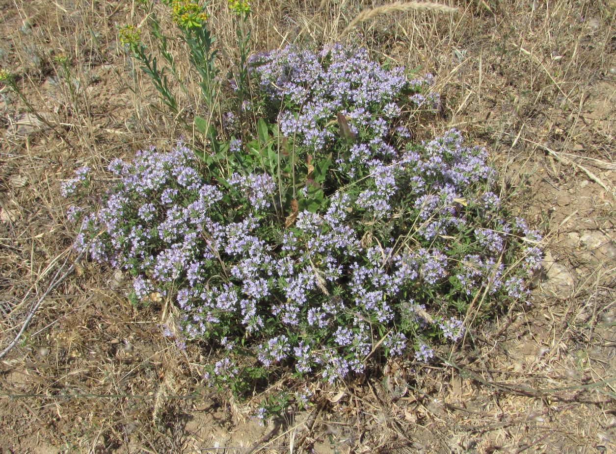 Image of Ziziphora serpyllacea specimen.