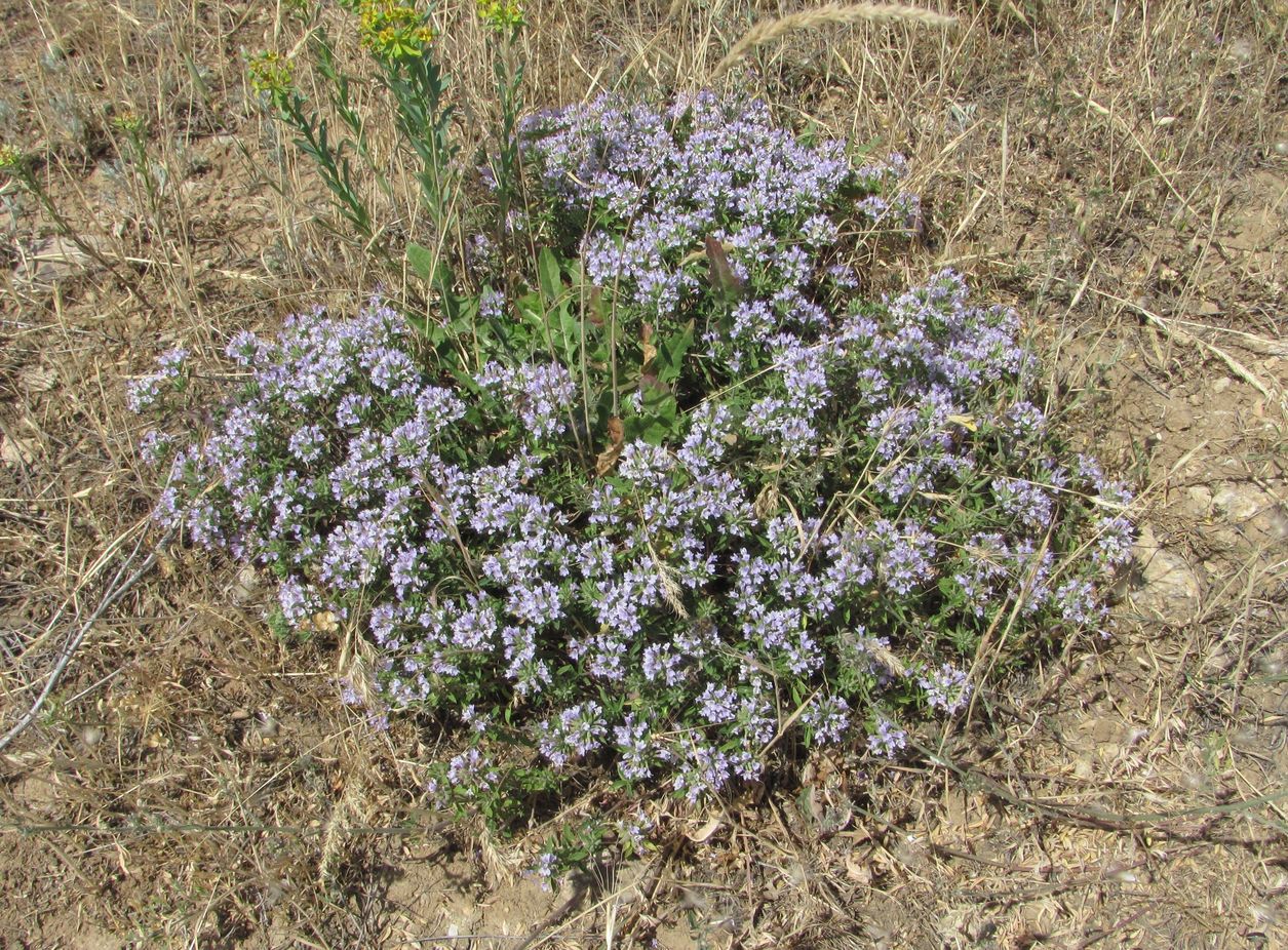 Изображение особи Ziziphora serpyllacea.