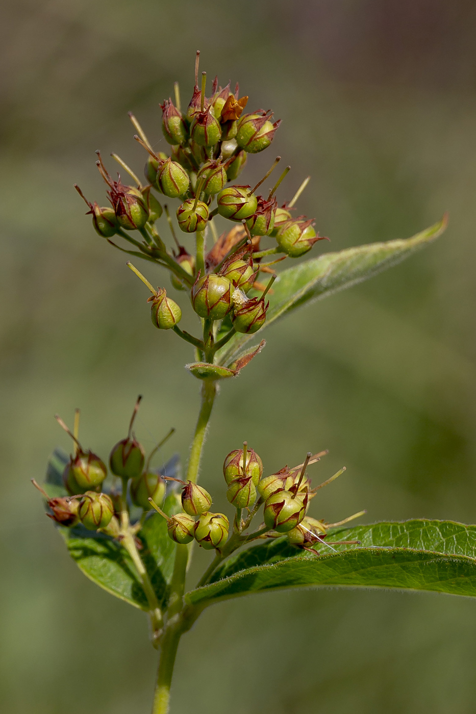 Изображение особи Lysimachia vulgaris.