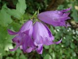 Campanula latifolia