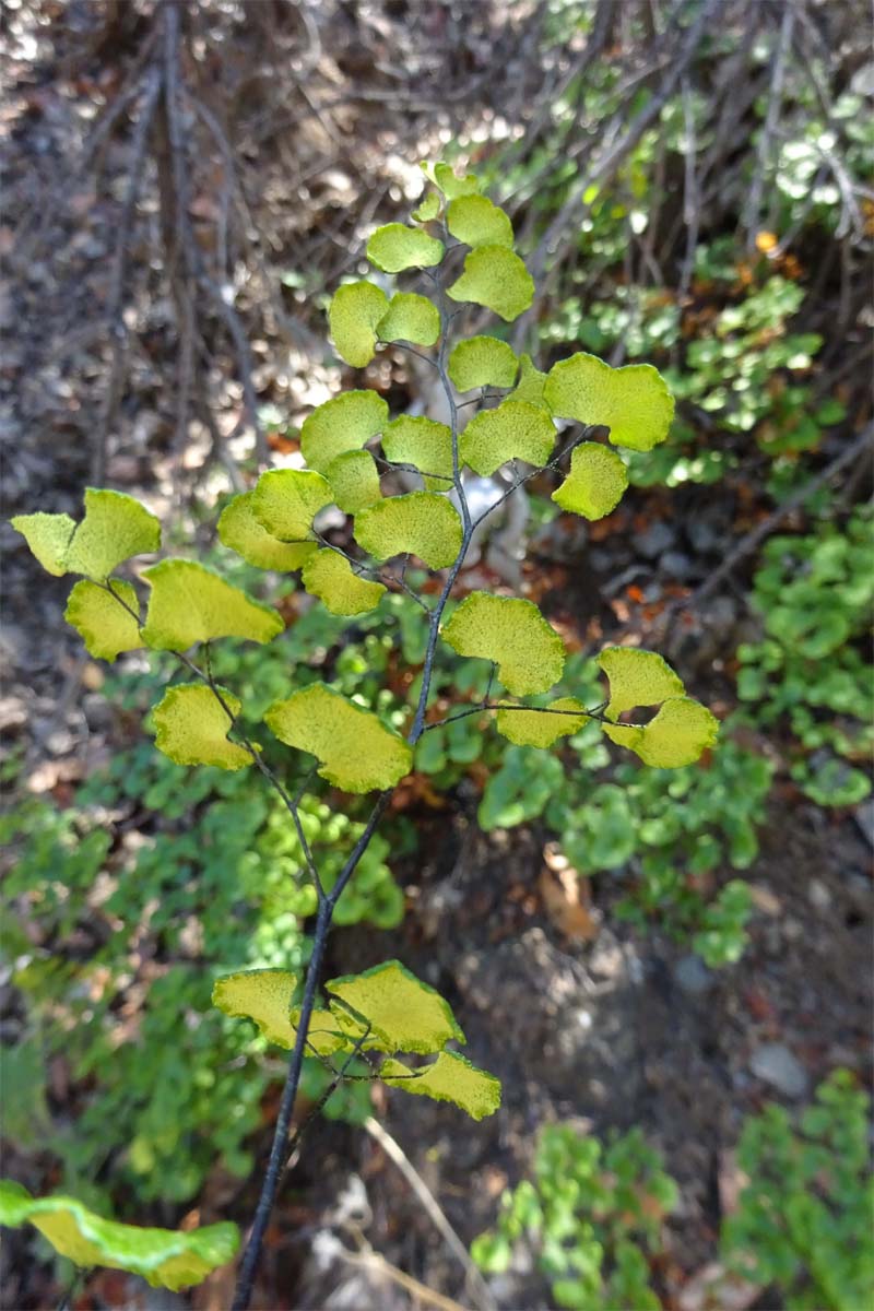 Изображение особи Adiantum sulphureum.