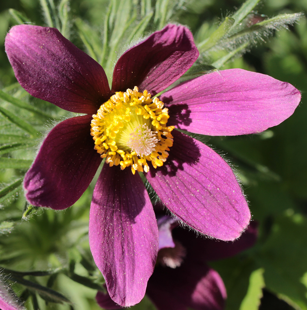 Image of Pulsatilla vulgaris specimen.