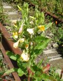 Oenothera biennis