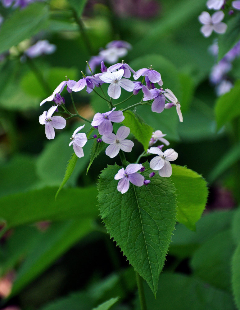 Image of Lunaria rediviva specimen.