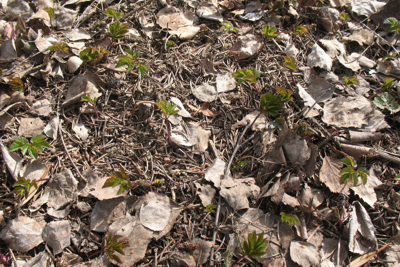 Image of Aegopodium podagraria specimen.