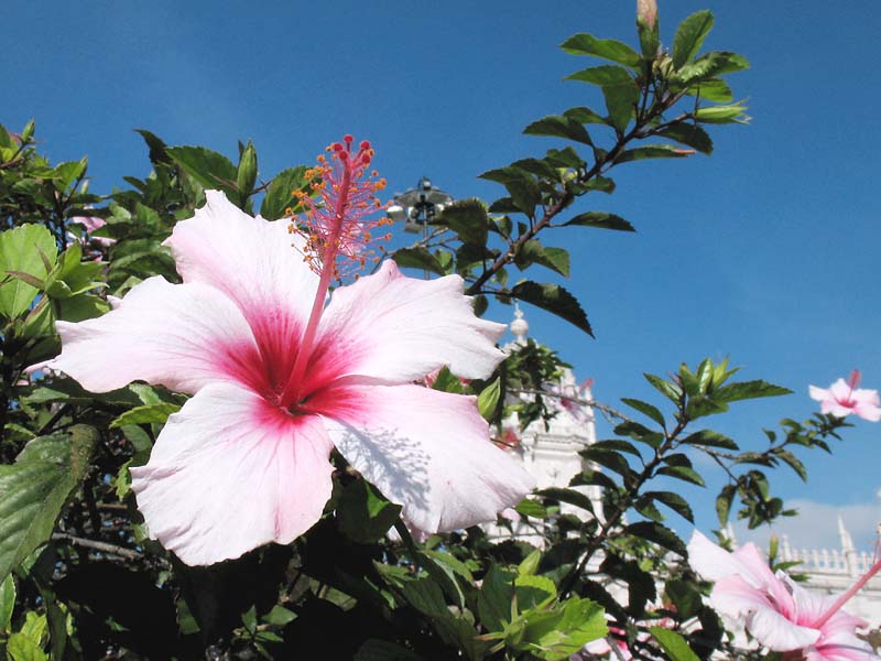 Image of Hibiscus rosa-sinensis specimen.