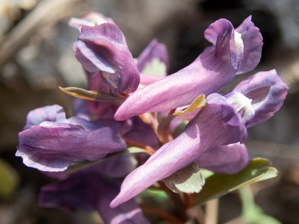 Image of Corydalis solida specimen.