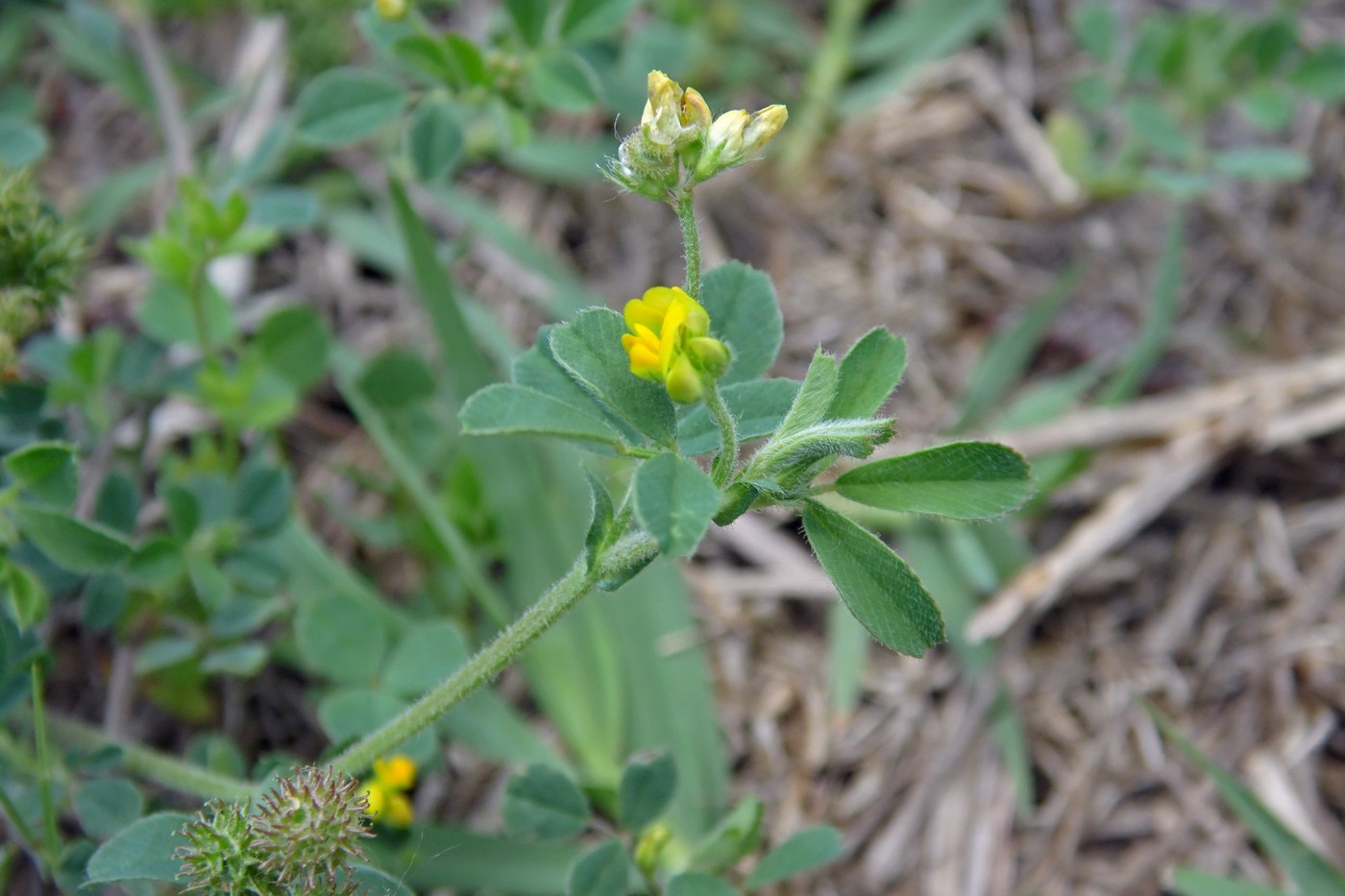 Изображение особи Medicago minima.