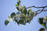 Populus pruinosa