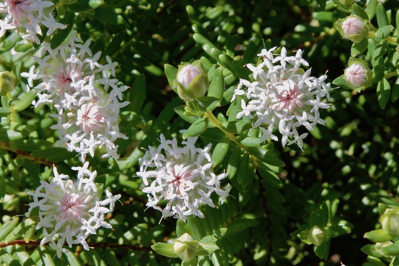 Image of Pimelea ciliata specimen.