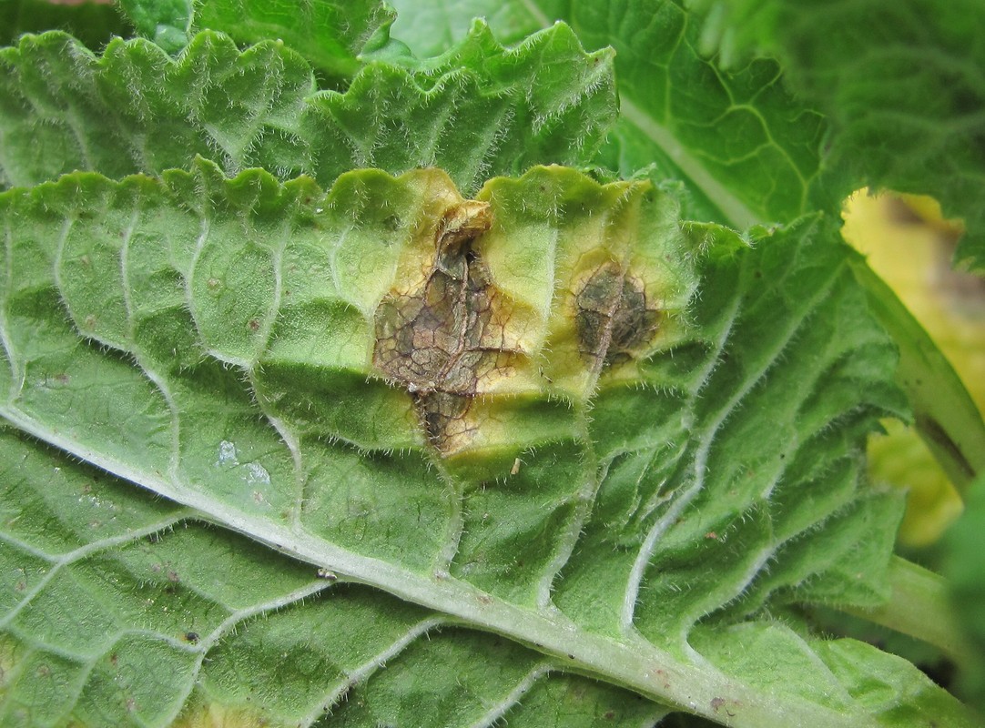 Image of Primula meyeri specimen.