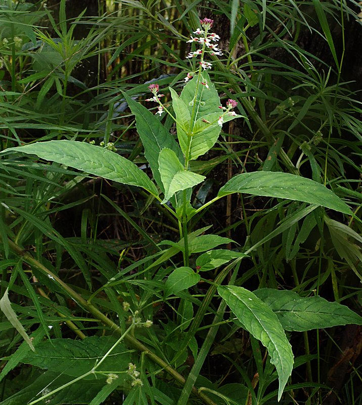 Изображение особи Circaea lutetiana ssp. quadrisulcata.