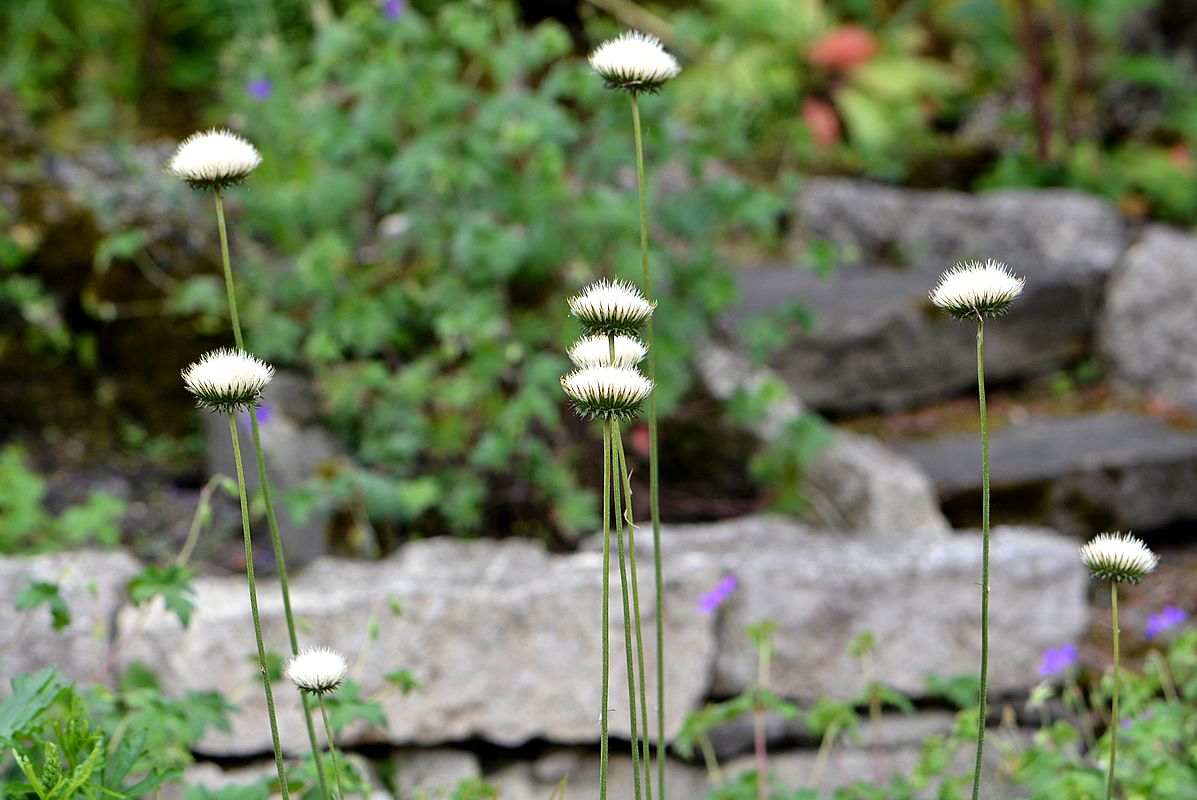 Image of genus Jurinea specimen.