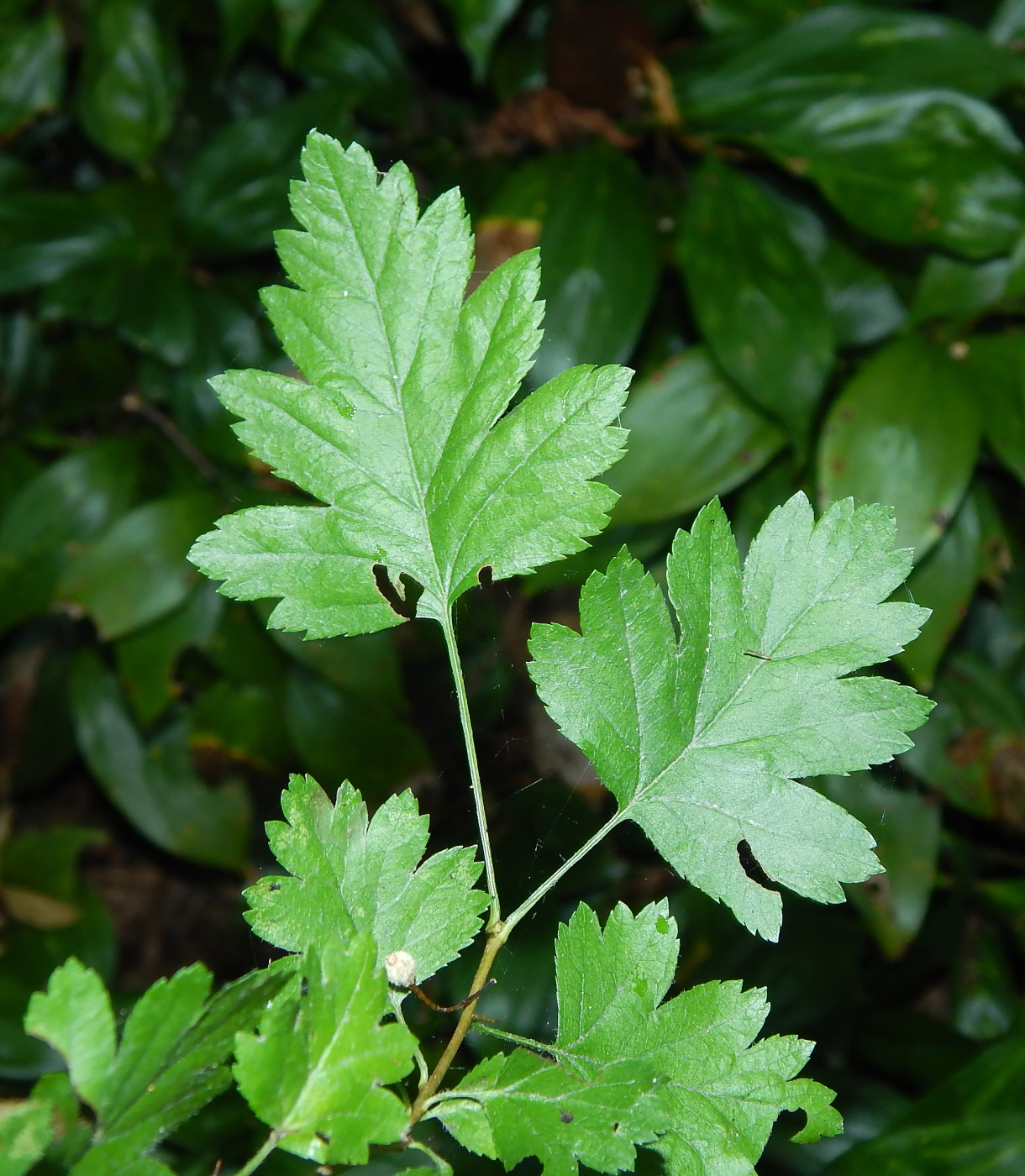 Изображение особи Crataegus pentagyna.