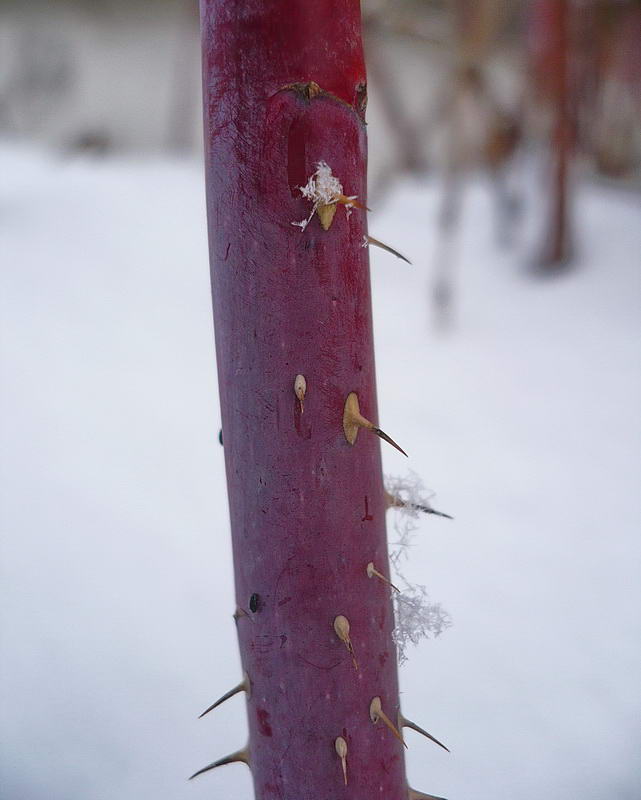 Image of Rosa glabrifolia specimen.