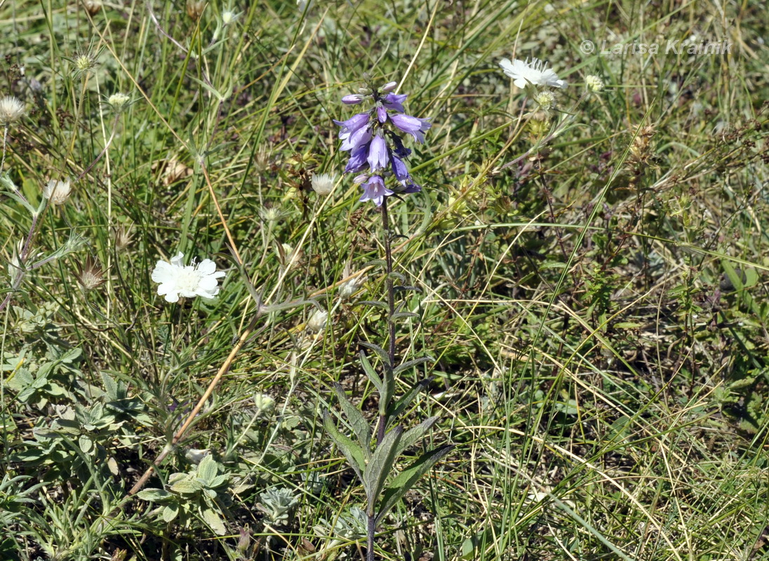 Image of Campanula ruthenica specimen.