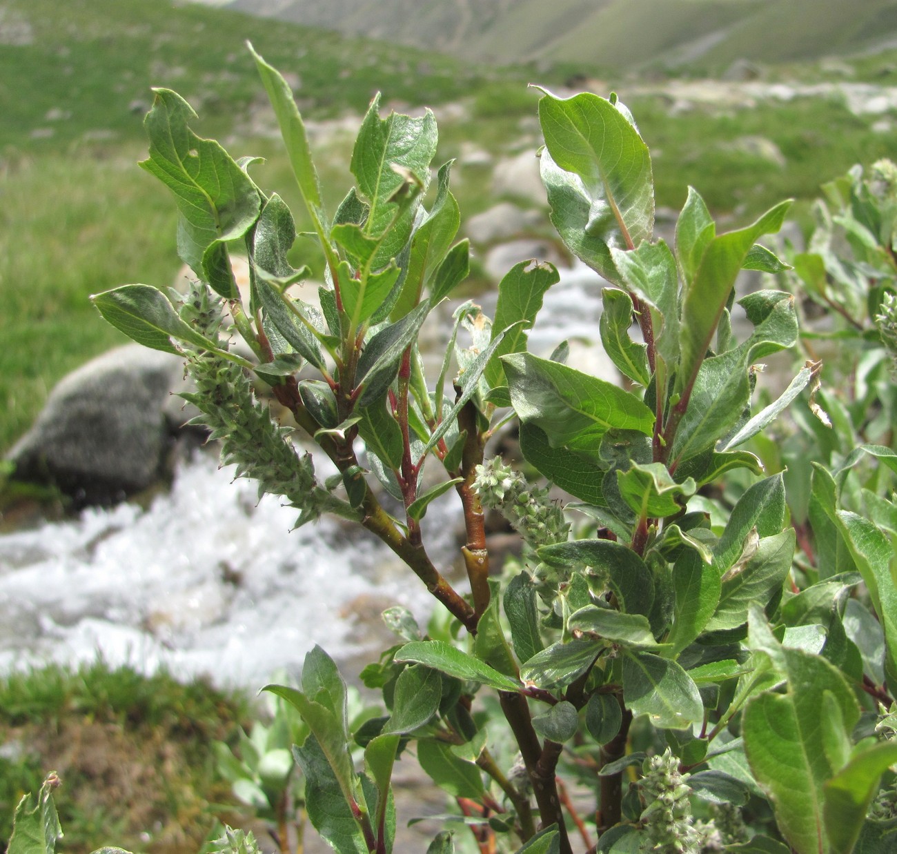 Image of Salix pantosericea specimen.