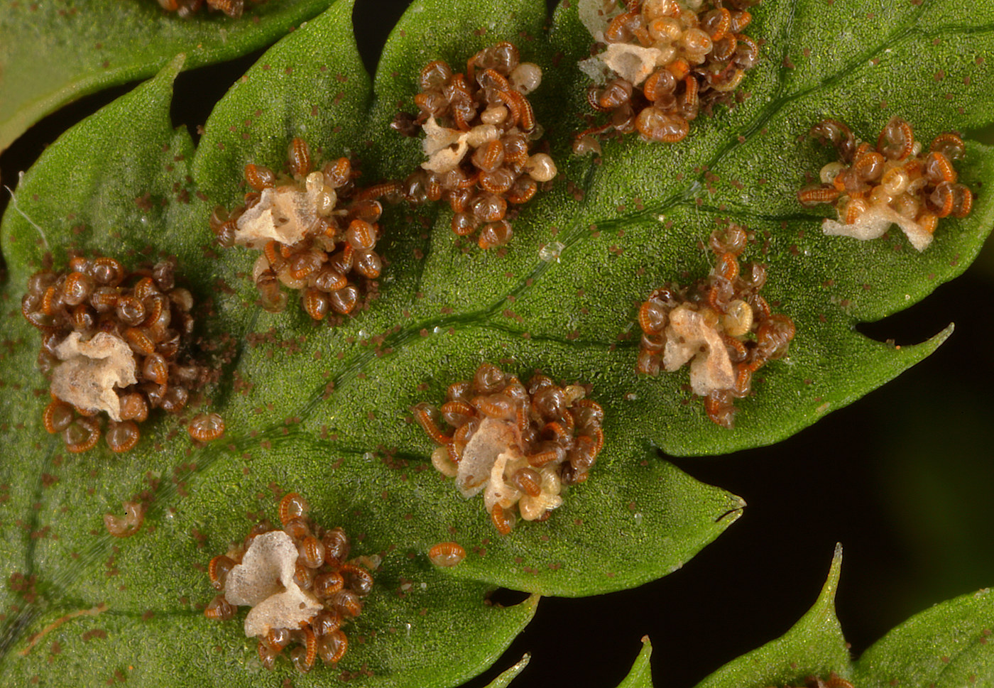 Изображение особи Dryopteris carthusiana.