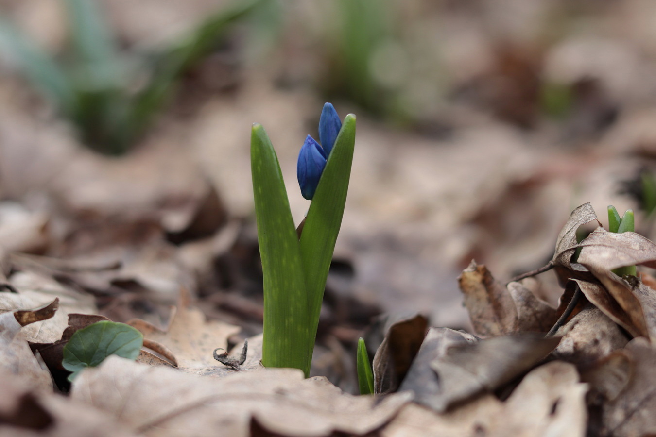 Image of Scilla siberica specimen.