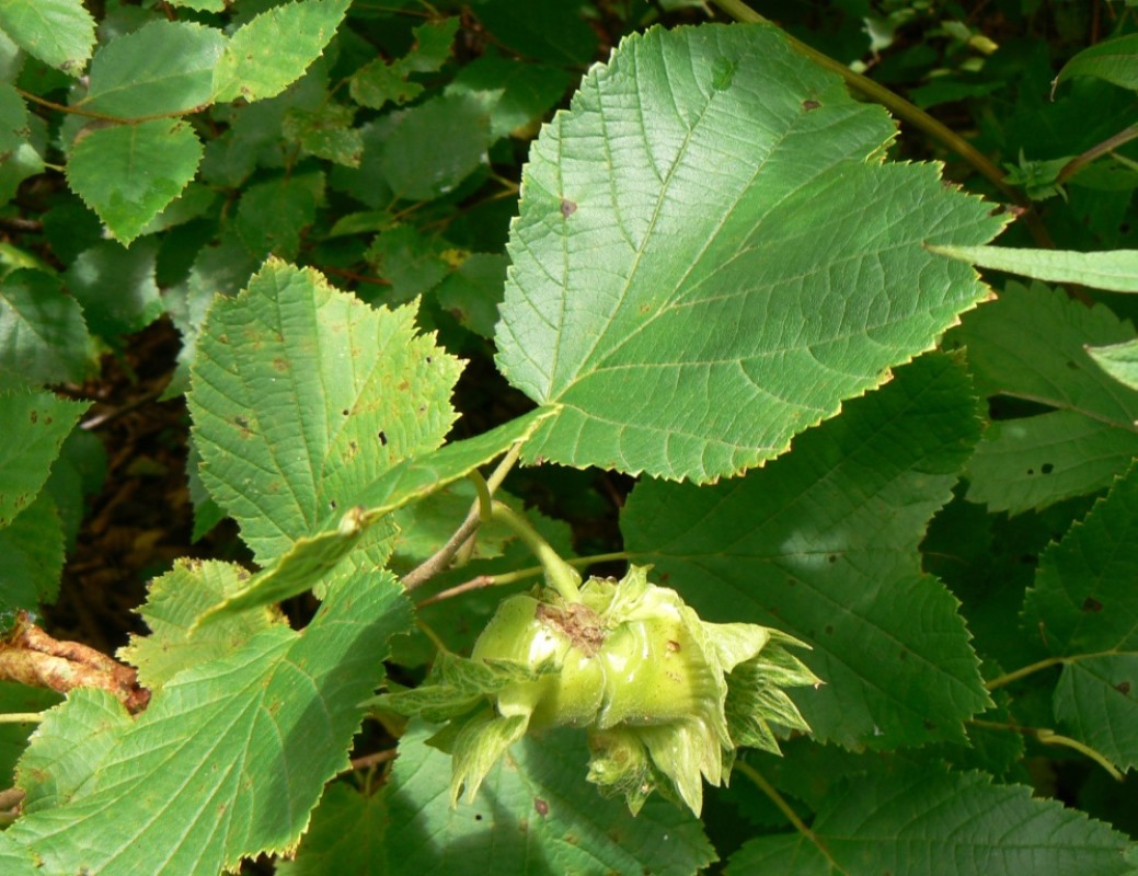 Изображение особи Corylus heterophylla.