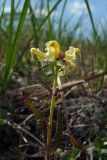 Pedicularis lapponica. Верхушка цветущего растения. Магаданская обл., окр. г. Магадан, п-ов Старицкого, кустарничковая тундра. 06.07.2018.