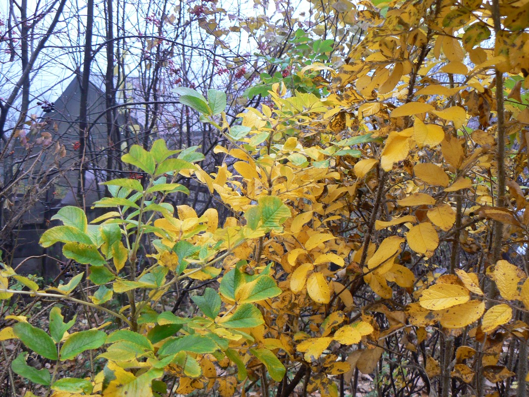 Image of Rosa rugosa specimen.