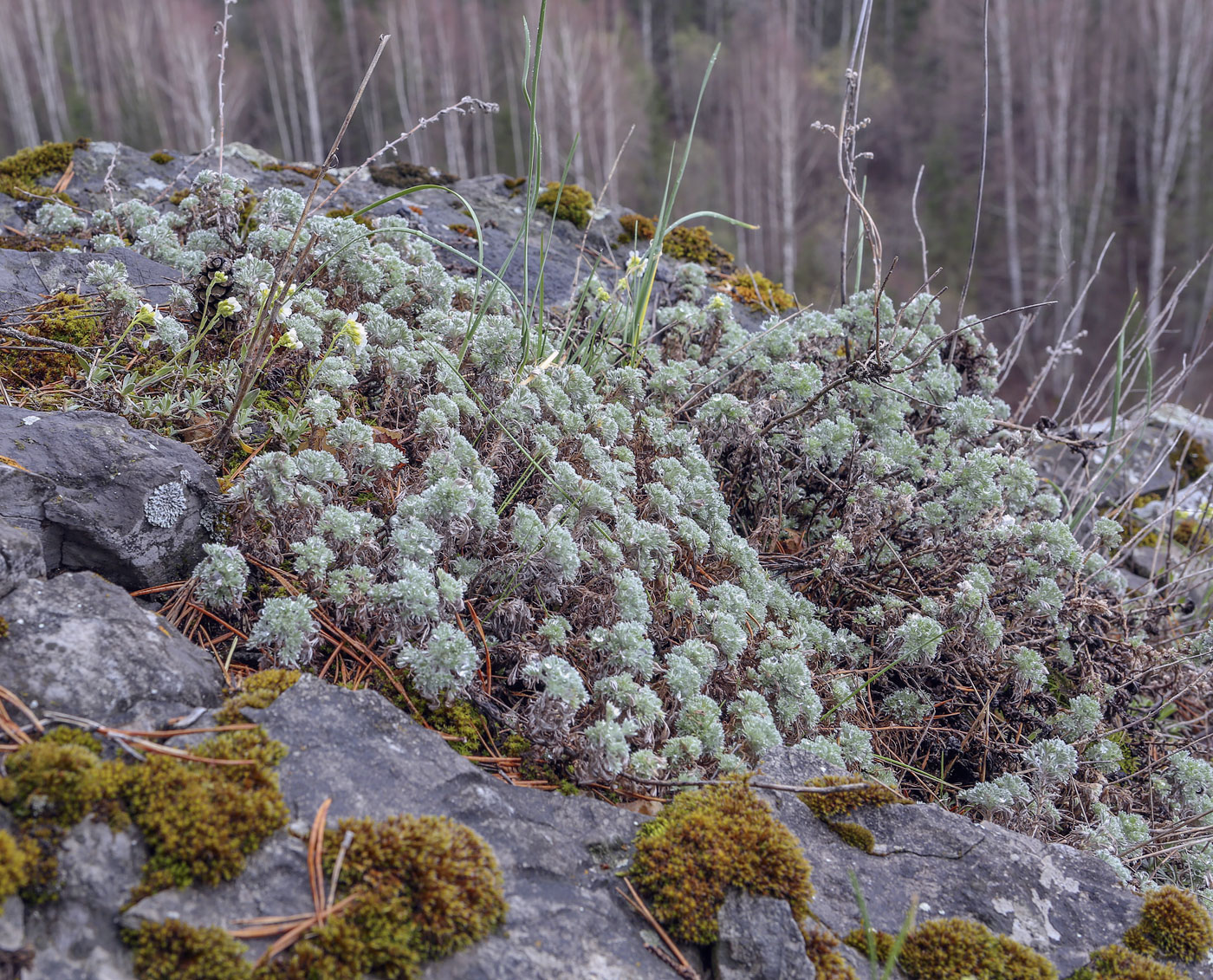 Image of Artemisia frigida specimen.