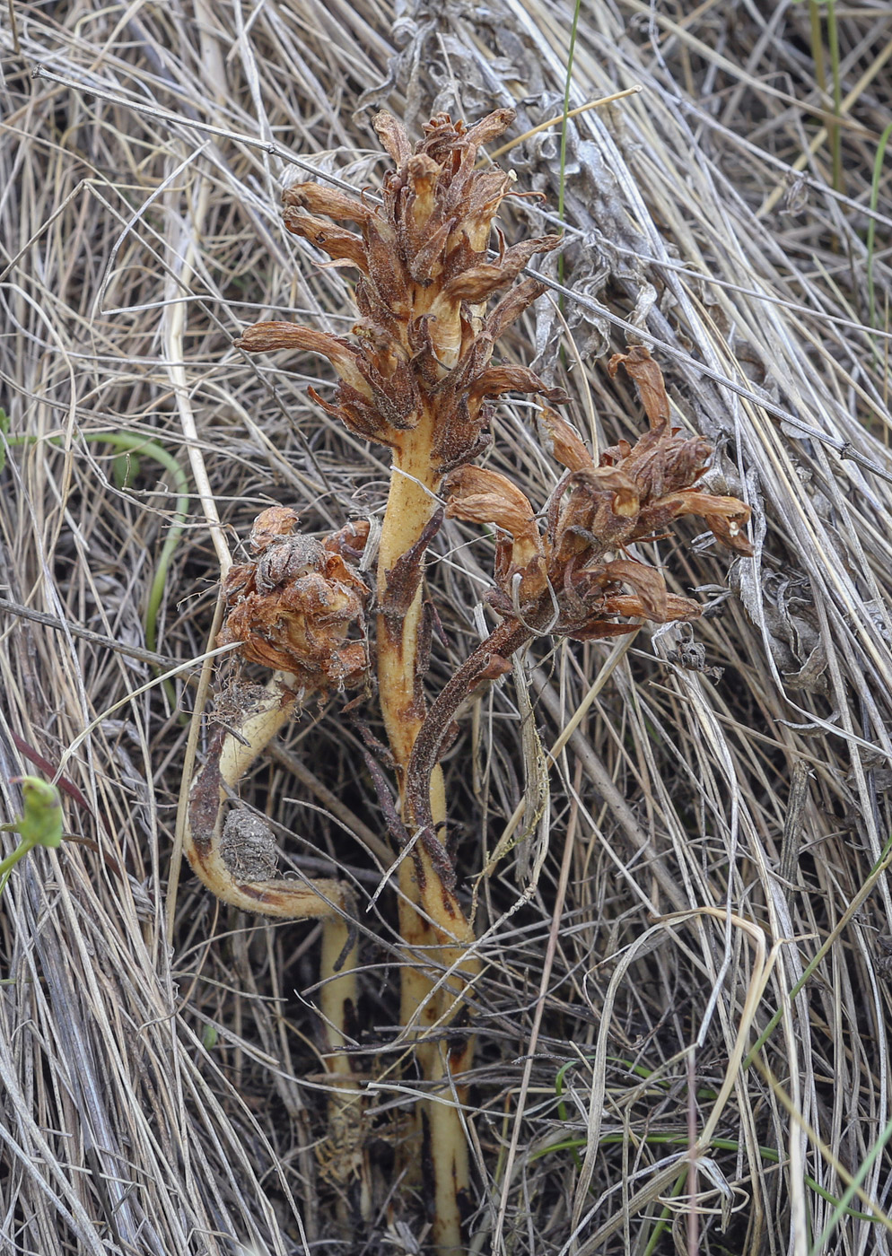 Image of Orobanche krylowii specimen.