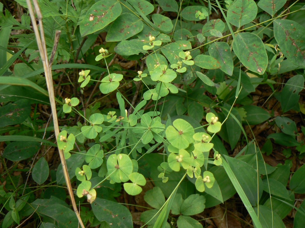 Изображение особи Euphorbia borealis.