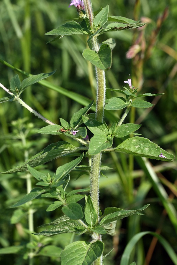 Image of Origanum vulgare specimen.