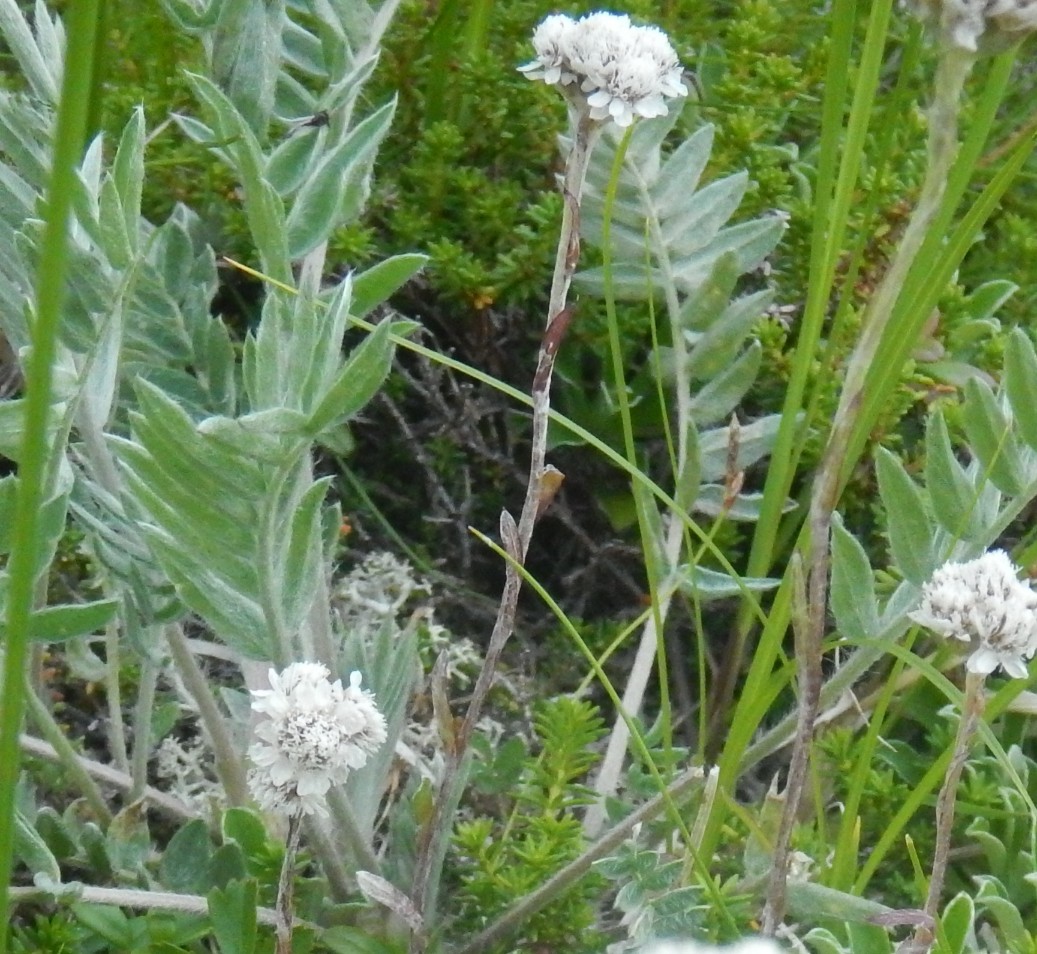 Изображение особи Antennaria friesiana.