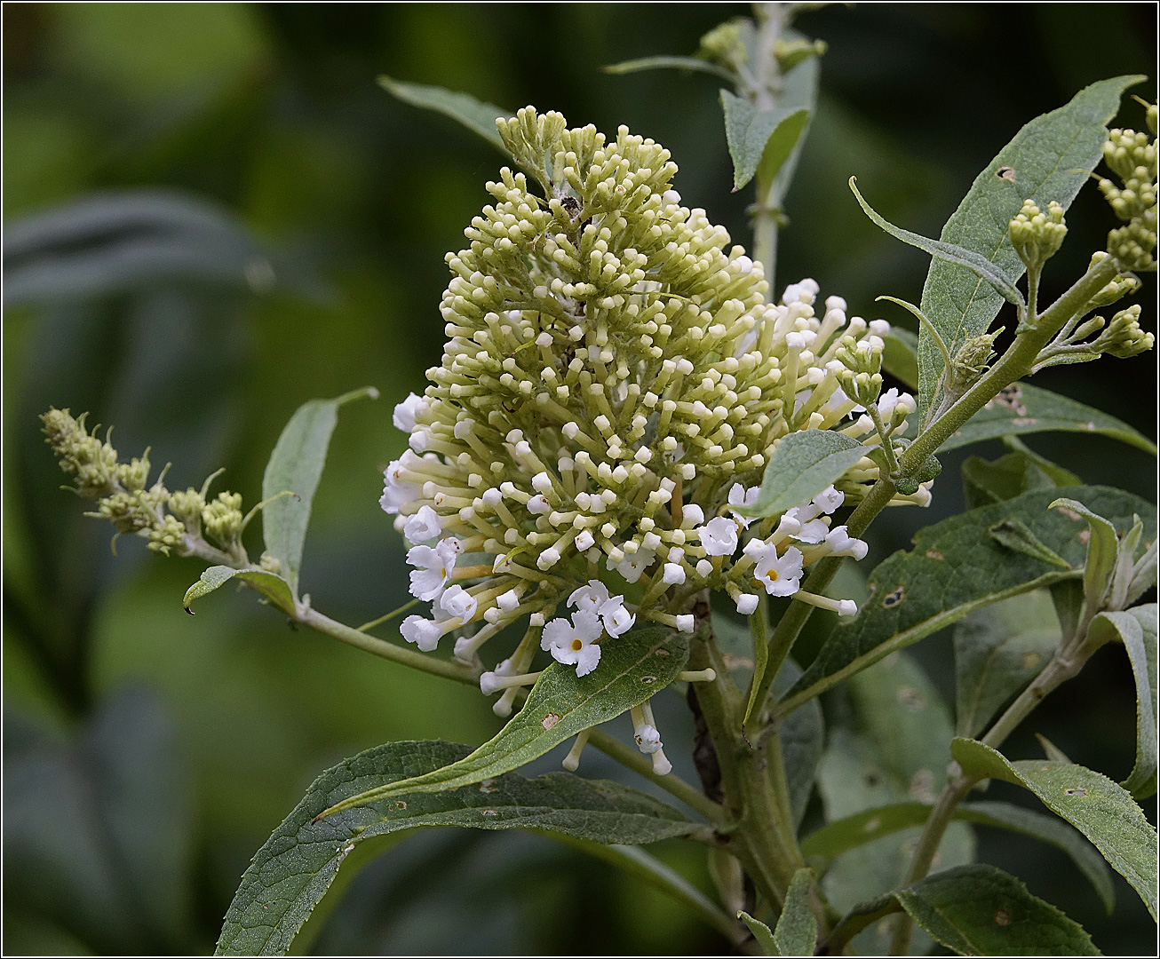 Image of Buddleja davidii specimen.